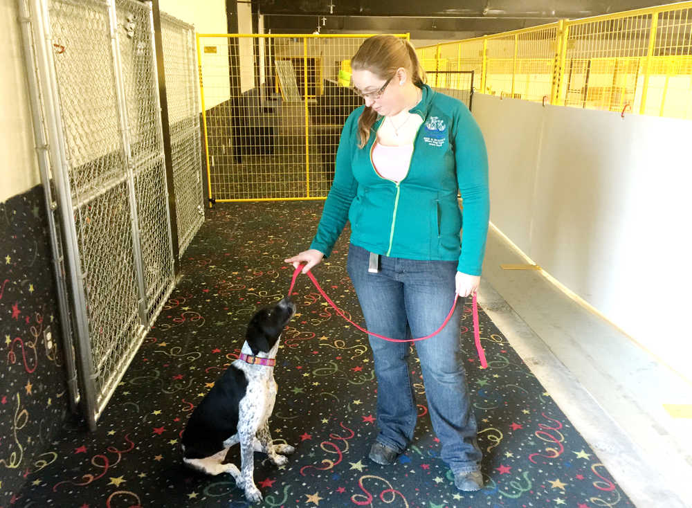 Photo By Ian Foley/Peninsula Clarion Tera Cunningham trains a dog at Blue Moose Bed and Biscuit on Monday, March 16 in Soldotna.