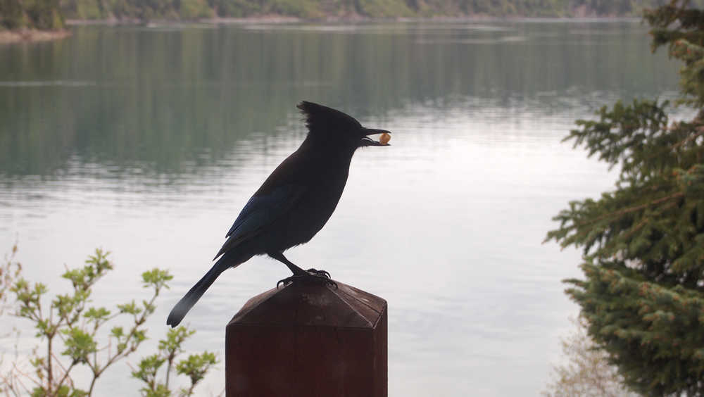 Silhouette of the Steller's Jay, one of five corvid species found on the Kenai Peninsula. Georg Steller, its namesake, was the naturalist who accompanied Commodore Vitus Bering on his exploration of Alaska in 1741-42. (Photo courtesy Kenai National Wildlife Refuge)