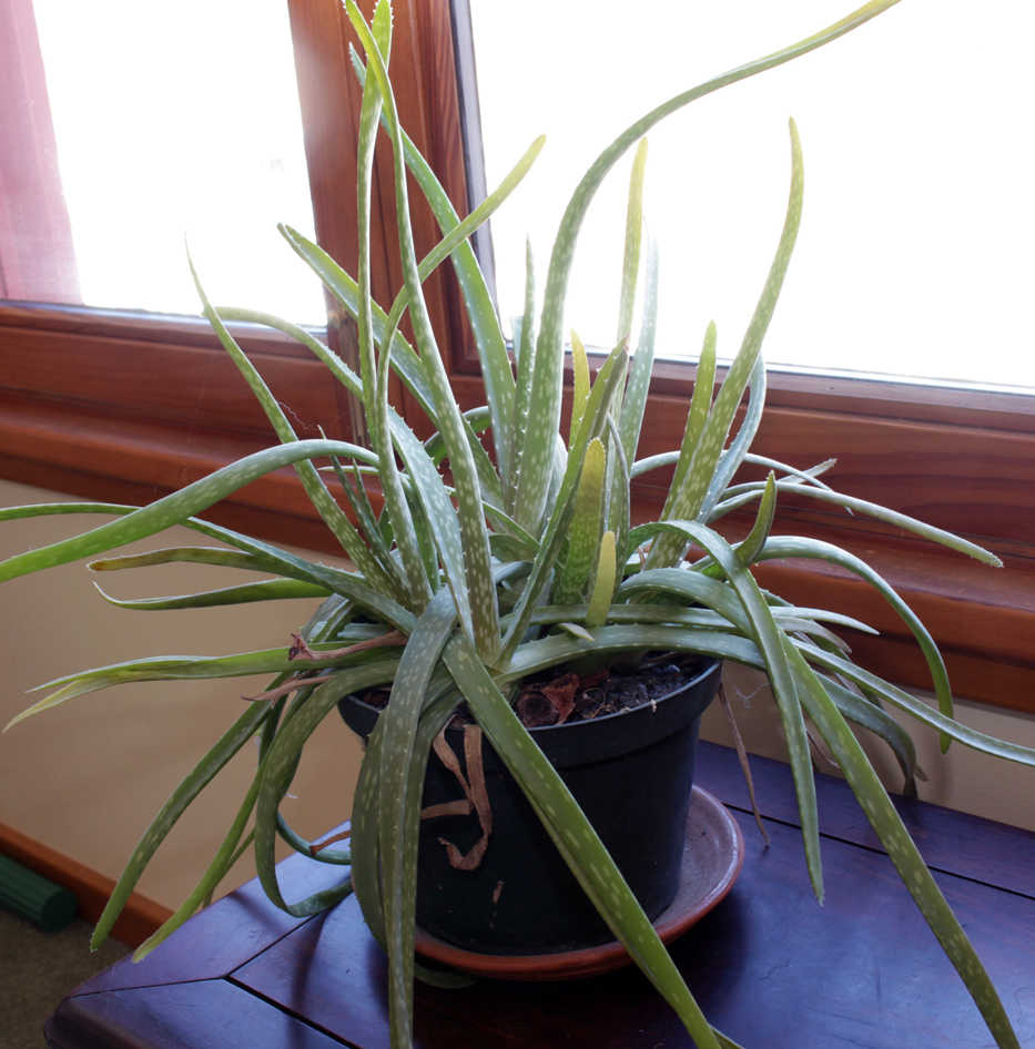 In this Monday, March 9, 2015 photo provided by Lee Reich, having a few tricks to conserve water, this aloe plant can go months without a drop of added water in New Paltz, N.Y. (AP Photo/Lee Reich)