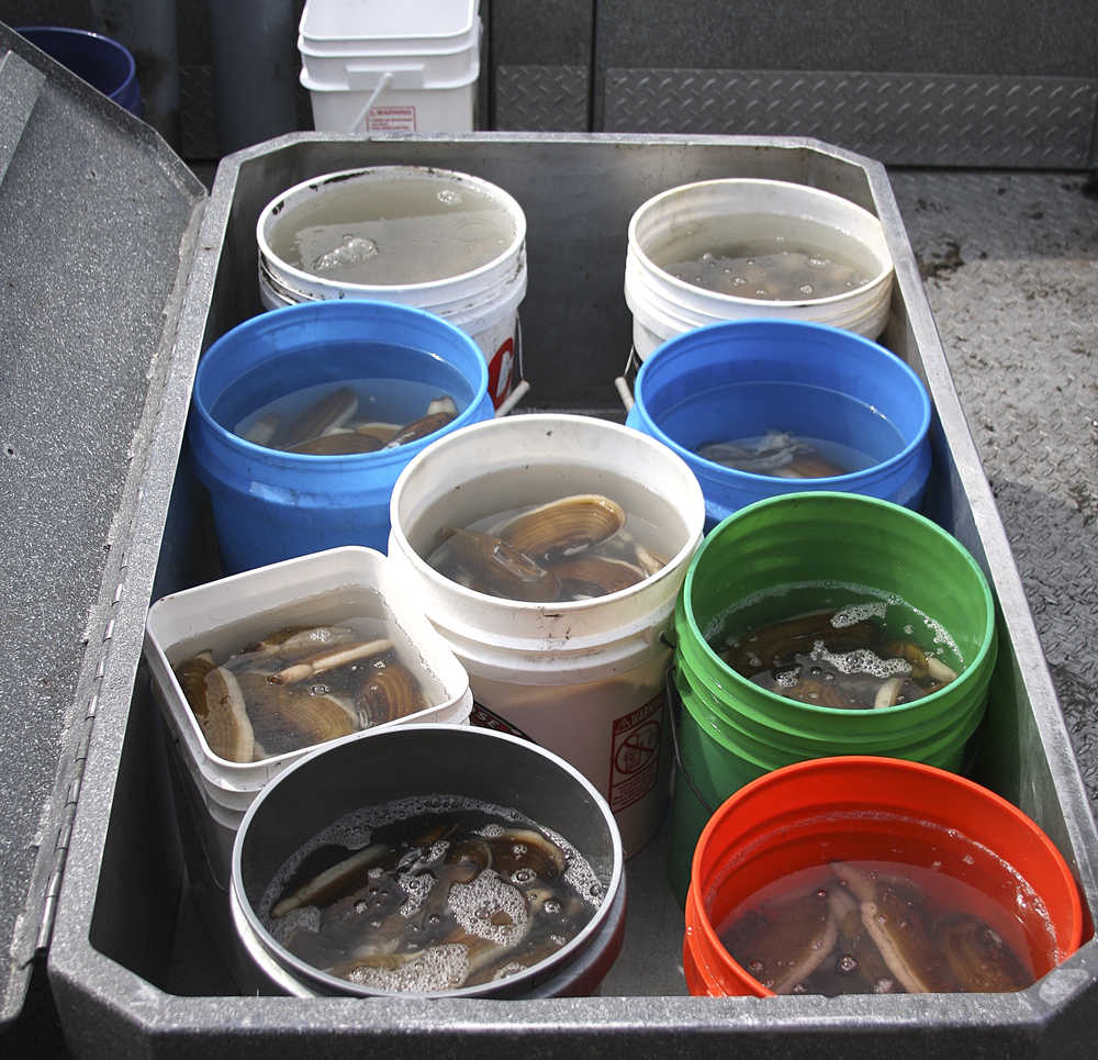 Photo contributed by J&J Smart Charters The haul from a 2013 clamming trip on the west side of Cook Inlet.