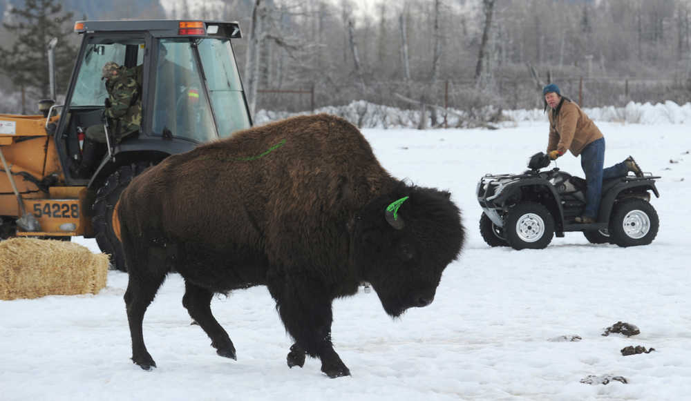 FILE - In this Feb. 3, 2010 file photo, a wood bison bull recovers from testing as Mike Miller, right, and others protect the animal from other bulls at Miller's Alaska Wildlife Conservation Center in Portage, Alaska. Alaska wildlife officials are preparing to release North America's largest land mammal into its native U.S. habitat for the first time in more than a century. The Alaska Department of Fish and Game on Sunday, March 22, 2015, plans to begin moving wood bison from a conservation center south of Anchorage to the village of Shageluk, the staging area for the animals' release into the Innoko Flats about 350 miles southwest of Fairbanks. A hundred wood bison will be released after they're acclimated in a few weeks. (AP Photo/The Anchorage Daily News, Erik Hill, File)  THE MAT-SU VALLEY FRONTIERSMAN OUT