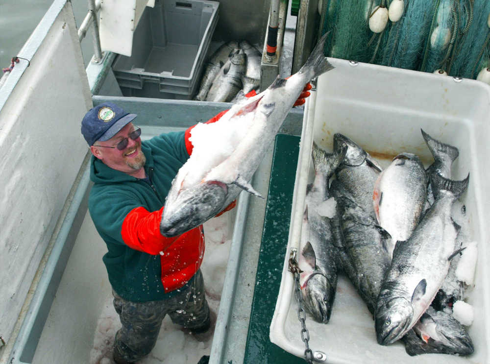FILE - In this May 4, 2005 file photo, Gunnar Noreen offloads his catch of king salmon at Taku Smokeries/Fisheries in Juneau, Alaska. A coalition of western Alaska groups is urging federal fishery managers to drastically reduce the amount of king salmon caught by commercial pollock trawlers that catch thousands of the fish each year as bycatch off Alaska's coast. The coalition wants the allowable cap cut by 60 percent during times of weak king runs in western Alaska rivers, it said in a letter sent this week to the North Pacific Fishery Management Council ahead of its meeting in Anchorage next week.(AP Photo/Juneau Empire, File) NO SALES