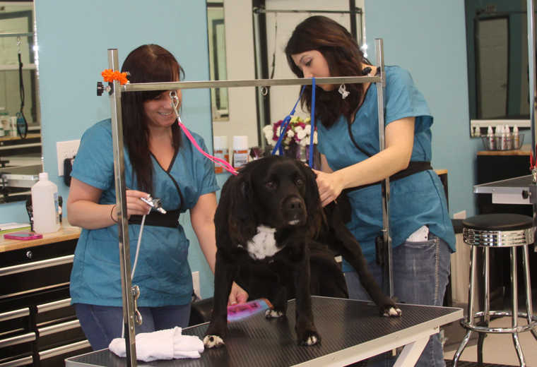 New "Doggy Styles" pet grooming opens in Soldotna