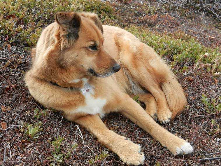 Joseph Ross shared this photo of "Mimi taking a break while hiking Vista Trail recently." Mimi hikes with Shawn Haskin and Joseph Ross.