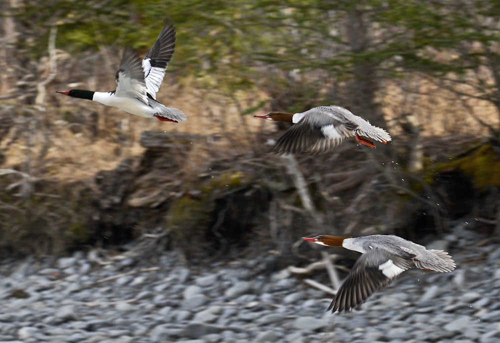 Photo by Rashah McChesney/Peninsula Clarion A flock of common mergansers take flight on Sunday April 5, 2015 on the Kenai River near Cooper Landing, Alaska.