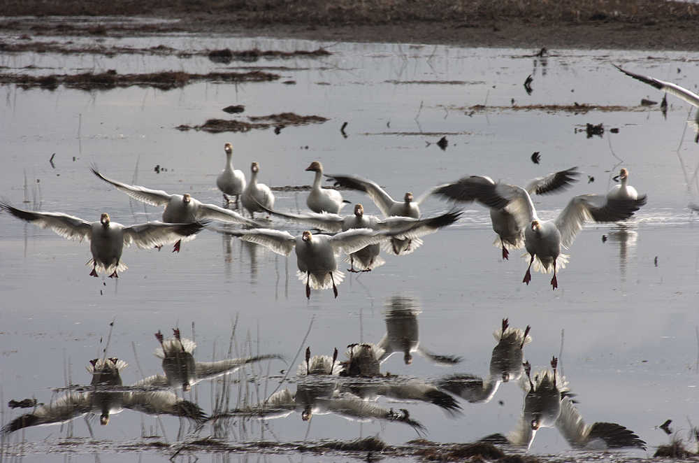 Photo by M. Scott Moon In this April 27, 2011 file photo Snow geese, at top, and pintail ducks fly together during a layover on the Kenai River flats.