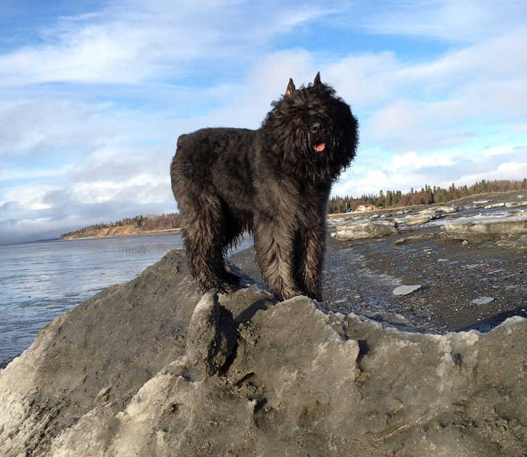 My name is Zack and I'm a 2-year-old Bouvier. I'm a herding dog from Belgium, officially known as Bouvier des Flandres. I belong to Bonnie and Ron Mizera. My hobbies are running on the beach, swimming, napping, chasing Chuckers at home and participating in Dog Shows all around Alaska. I recently won Reserved Best of Show through the AKC in Anchorage. If you ever see me around, please stop and say 'Hi.'
