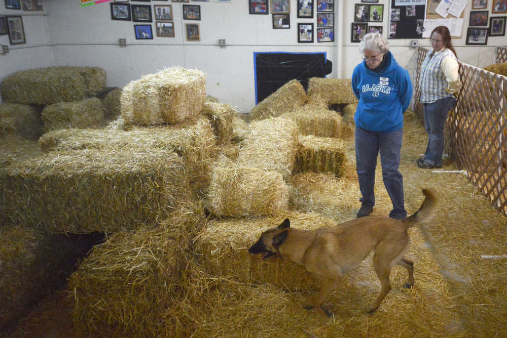 Dogs and handlers participate in barn hunt