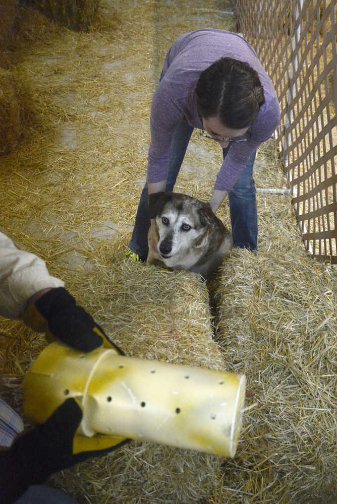 Ben Boettger/Peninsula Clarion Cori Kindred congratulates her mixed-breed dog Maeby for sniffing out a rat (inside the PVC tube being removed from the course) during the Peninsula Dog Obedience Group's Barn Hunt on Friday, April 17 at the Peninsula Dog Obedience training center.