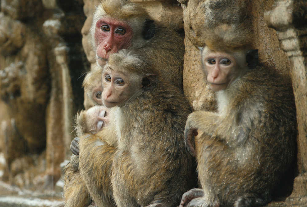 Photo courtesy Disneynature A group of monkeys are featured in the Disneynature film "Monkey Kingdom."