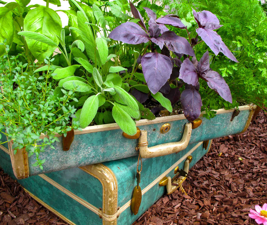 In this April 8, 2013 photo, these old hard-sided suitcases at the Ball Horticultural Co.'s field trials near Ventura, Calif., make an innovative plant bed idea for space-starved gardeners. They also can be moved from one location to another, even if it's just to follow the sun across a balcony or patio. Adaptable planters with wheels or handles can be inexpensive yet attractive and capable of being used indoors or out. (Dean Fosdick via AP)