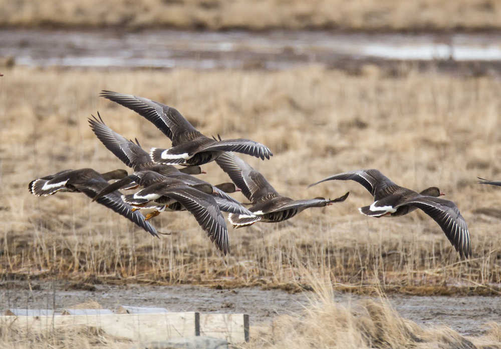 Contributed photo by Alaska Bob/Photography on the Kenai White-fronted geese fly over the Kenai Flats on Friday April 24, 2015 in Kenai, Alaska.