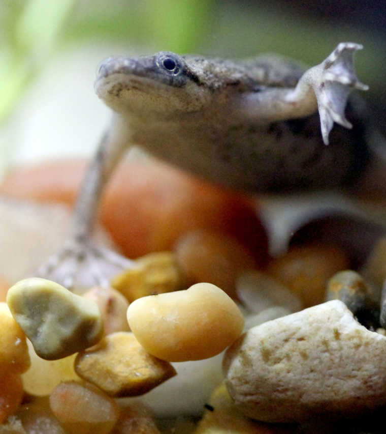 In an April 10, 2015 photo, one of several African dwarf frogs raised by Samantha Lester is seen in an aquarium at her home  in Owensboro, Ky. In two years, the science projecet subjects she inherited from her niece have produced 50 frogs. (Greg Eans/The Messenger-Inquirer via AP)