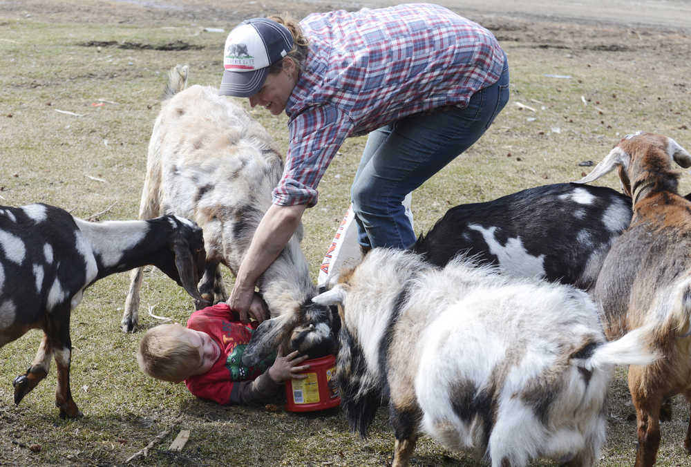 Photo by Kelly Sullivan/ Peninsula Clarion A baby Nigerian Dwarf tries to find a spot to snack during feeding time Monday, April 27, 2015, at Karluk Acres in Kenai, Alaska.