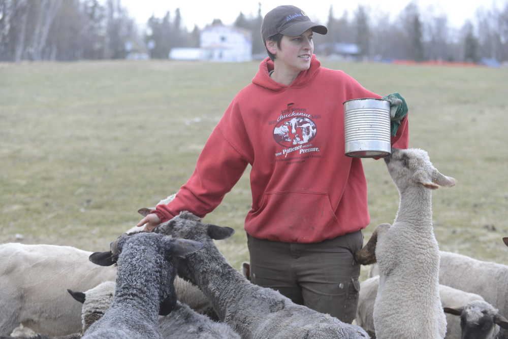 Photo by Kelly Sullivan/ Peninsula Clarion Amy Seitz feeds the flock of fiber producing sheep she raises with Jane Conway at Lancashire Farms Wednesday, April 29, 2015, in Soldotna, Alaska.