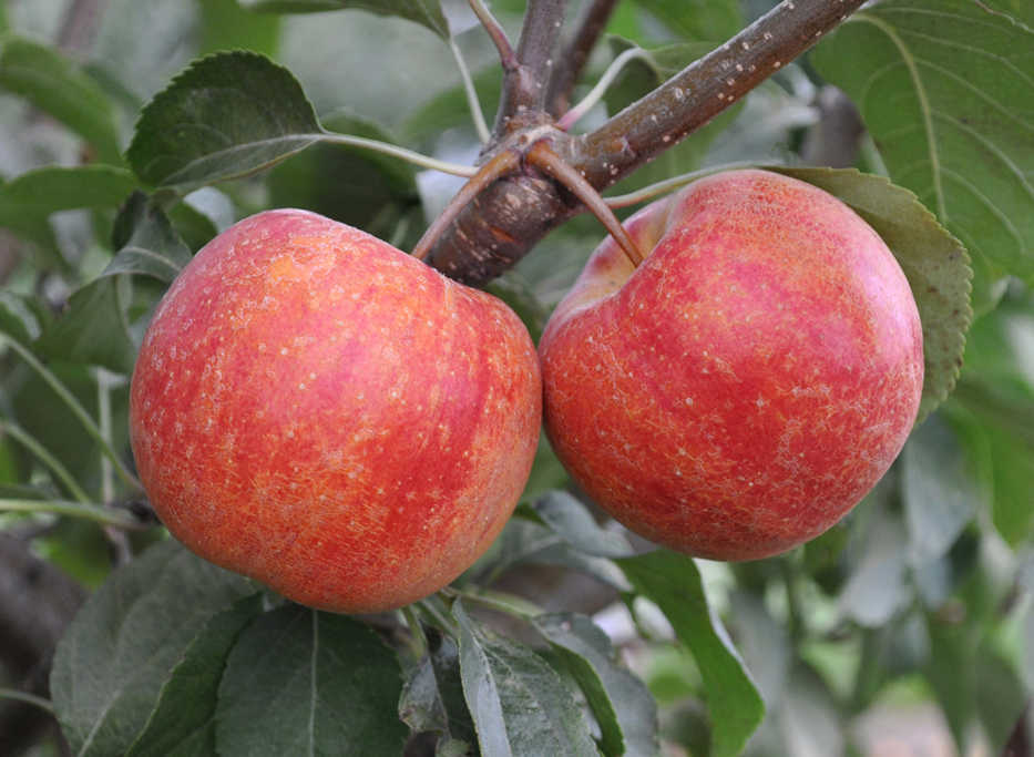 In this Sunday, April 19, 2015 photo, in addition to being pest resistant, Chestnut is a crabapple variety good enough for you to enjoy it eating fresh, right off the tree in Geneva, New York. (Lee Reich via AP)