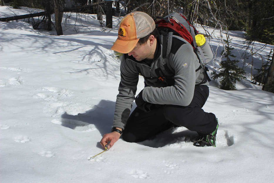 Joe Donohoe measures a wolf track found along the Continental Divide near Canyon Creek, Mont., in March, 2015.  Donohoe and other volunteers met in early March to run one of the transects and see what animals were using the Continental Divide as part of a project to recruit and train volunteers under the tutelage of wildlife researchers at Bozeman-based Wildthings Unlimited with data generated going to the Helena National Forest as it develops a new forest plan. (Tom Kuglin/The Independent Record via AP)