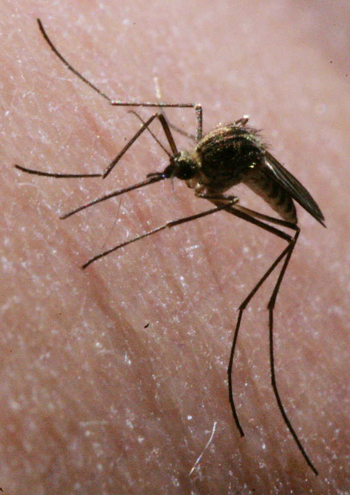 ADVANCED FOR RELEASE SUNDAY, MAY 3, 2015 A mosquito looks for an easy breakfast in Fairbanks, Alaska Thursday morning, June 13, 2013. (Eric Engman/Fairbanks Daily News-Miner via AP)