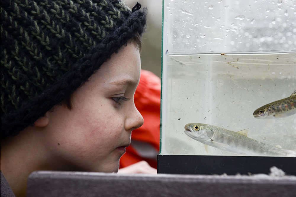 Photo by Rashah McChesney/Peninsula Clarion Peyton Drake, of Anchor Point, checks out a fish identification station during the 16th annual Salmon Celebration at the  Johnson Lake State Park Campground on Wednesday May 6, 2015 in Kasilof, Alaska.