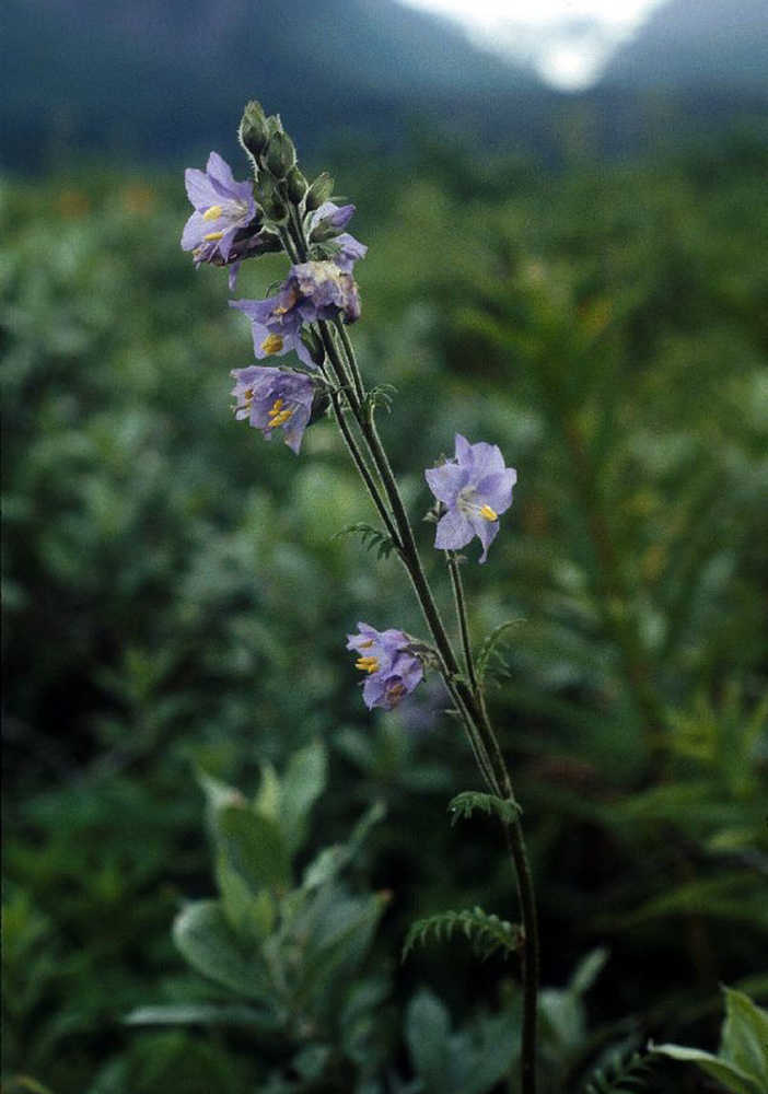 Jacob's ladder in all its spring glory. (Courtesy Mary Stensvold, US Forest Service)