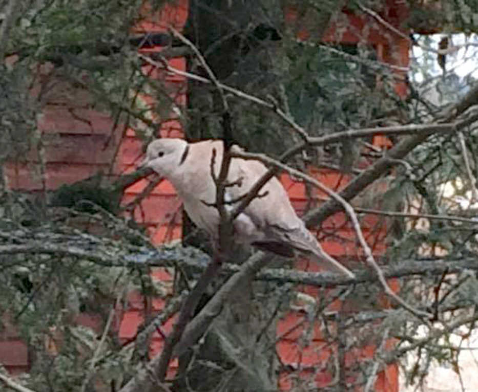 This Eurasian Collared-Dove, the third record of this species on the Kenai Peninsula, was photographed by Mark and Cindy Glassmaker at their house along the Kenai River near Soldotna.