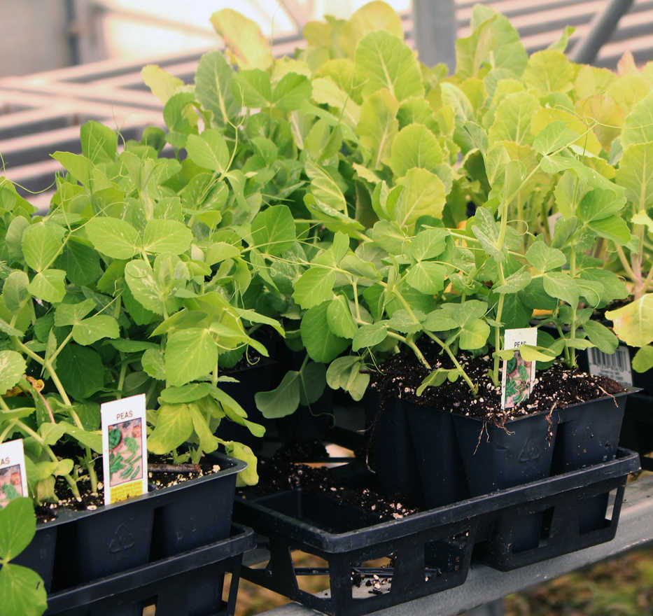 This Monday, May 4, 2015 photo shows pea plant seedlings on display in New Paltz, N.Y. A lot of "six-packs" of pea transplants would be needed for a row of peas, so just plant seeds instead. (Lee Reich via AP)