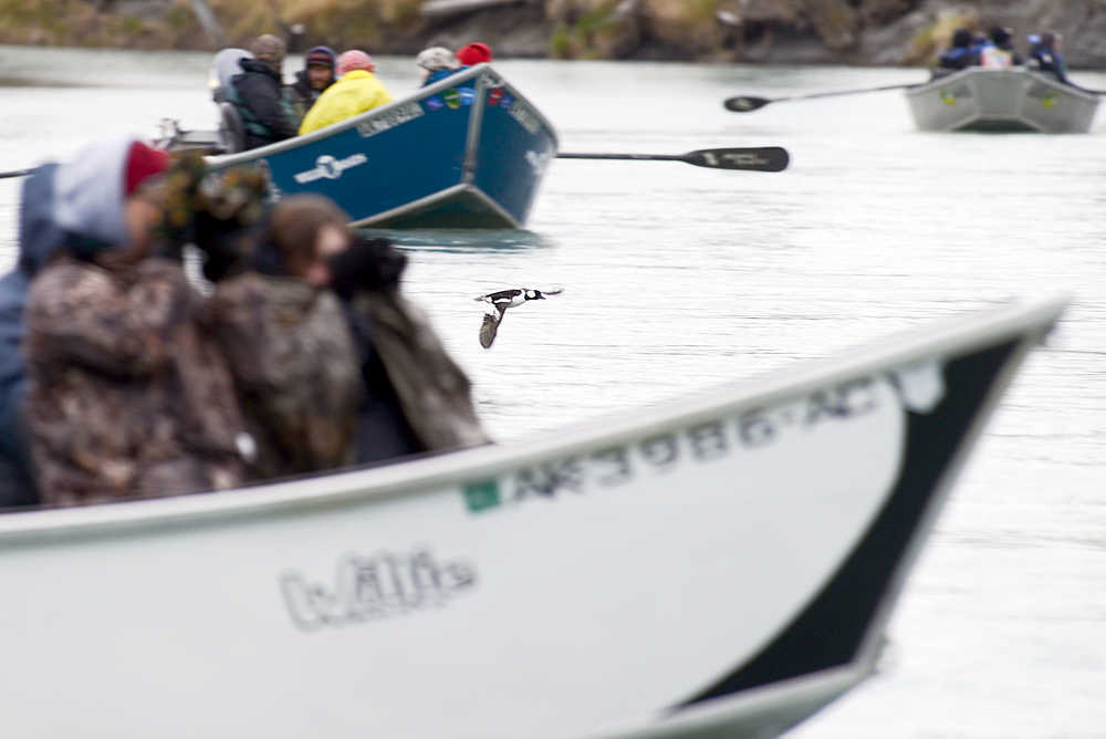 Photo by Rashah McChesney/Peninsula Clarion A bufflehead duck flies between three drift boats of birders on Thursday, May 14, 2015 as the group tours the Kenai River during a long weekend of Kenai Birding Festival activities. Birder Ken Marlow said the bufflehead was an uncommon sight for the area, though there are usually a few around in the spring.