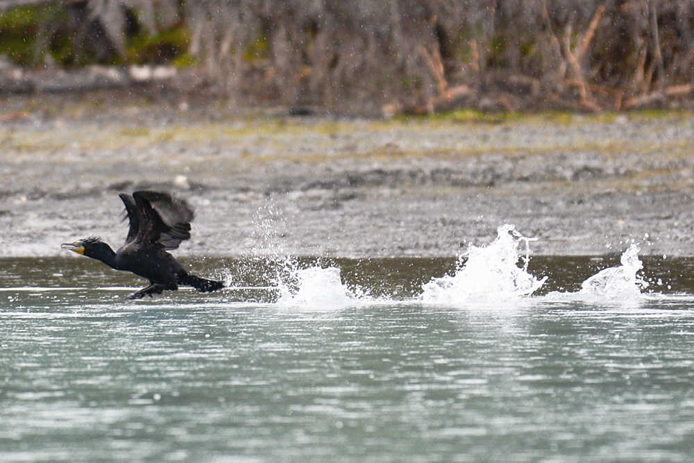 Photo by Rashah McChesney/Peninsula Clarion A cormorant takes flight over the Kenai River on Thursday May 14, 2015 near Sterling, Alaska. The bird was one of more than 60 seen by birders during a float trip that kicked off a weekend of events for the Kenai Birding Festival.
