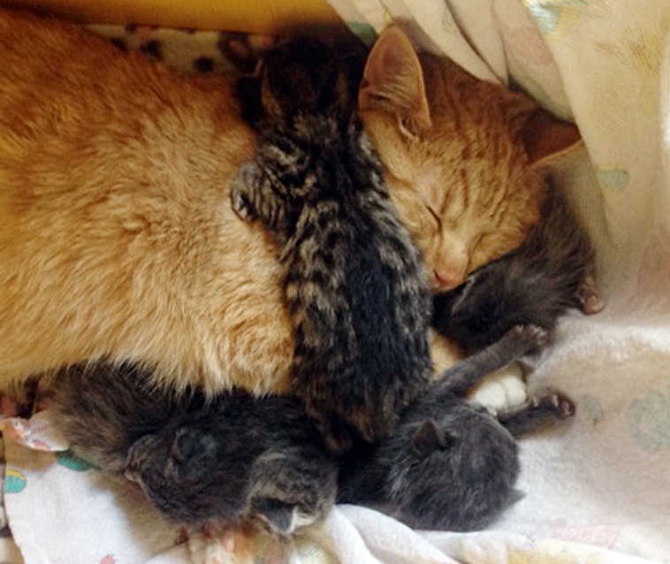 In this May 11, 2015 photo, Henry, a male cat cares for some kittens at a home in Ketchikan, Alsaka. Six abandoned kittens named after the kids in "The Brady Bunch" TV series are getting a nurturing boost from an unlikely source - the male cat with a slight neurological disorder. (Heather Muench/Ketchikan Humane Society via AP)