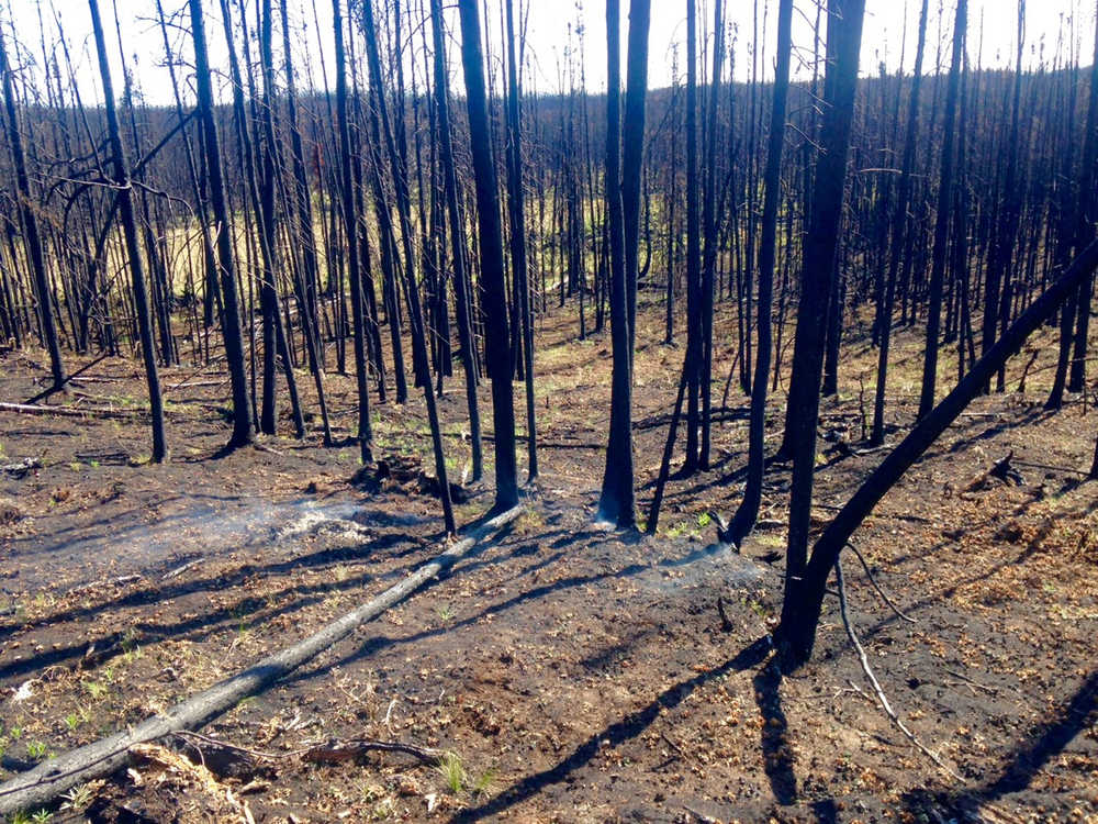 Photo courtesy Alaska Division of Forestry A hotspot smokes in an area near Aurora Lake on May 17, 2015 in the Funny River community near Soldotna where the Funny River wildfire burned nearly 200,000 acres of Kenai National Wildlife Refuge land. Alaska's Division of Forestry firefighters put the smoldering area out after a group of people looking for mushrooms stumbled upon the burn.