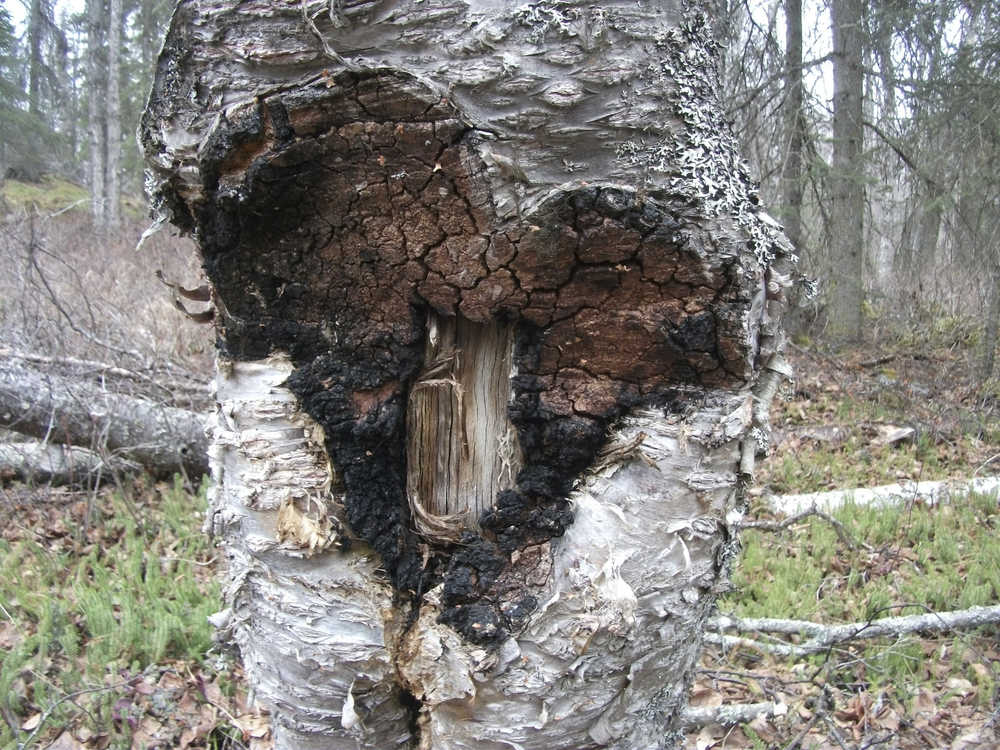 Photo courtesy Matt Bowser/USFWS.  The remains of a chaga mushroom that was harvested near the Kenai National Wildlife Refuge Visitor Center, March 16, 2015.