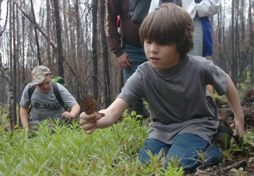 Photo by Kelly Sullivan/ Peninsula Clarion George Spady led a foraging group searching for morel mushrooms Saturday, May 23, 2015, in Funny River, Alaska.