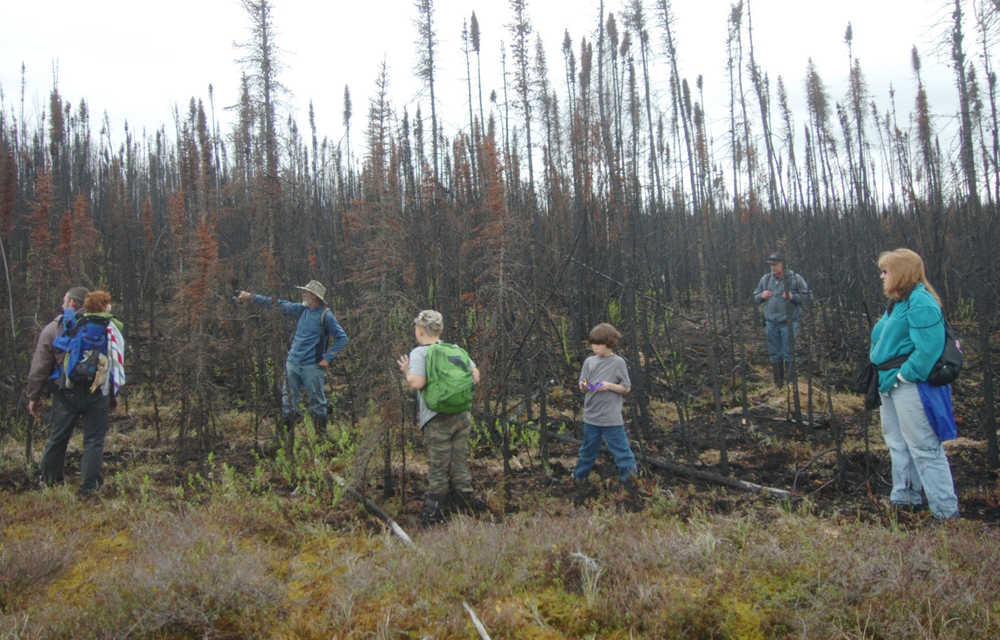 Photo by Kelly Sullivan/ Peninsula Clarion George Spady's foraging group found a stash of morels among the area burnt by last year's Funny River Horse Trail wildfire Saturday, May 23, 2015, in Funny River, Alaska.