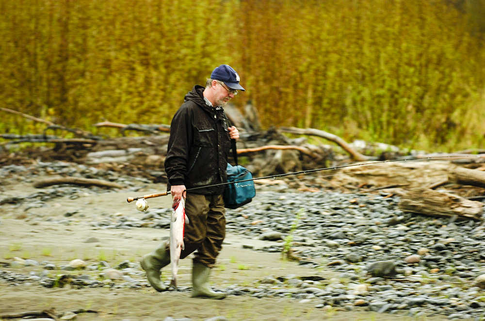 Photo by Rashah McChesney/Peninsula Clarion  Paul Twait, of Soldotna, carries a king down the bank on May 23, 2015 on Deep Creek near Ninilchik, Alaska. Twait estimated that he fished for about an hour on a silver-colored lure before catching the fish.
