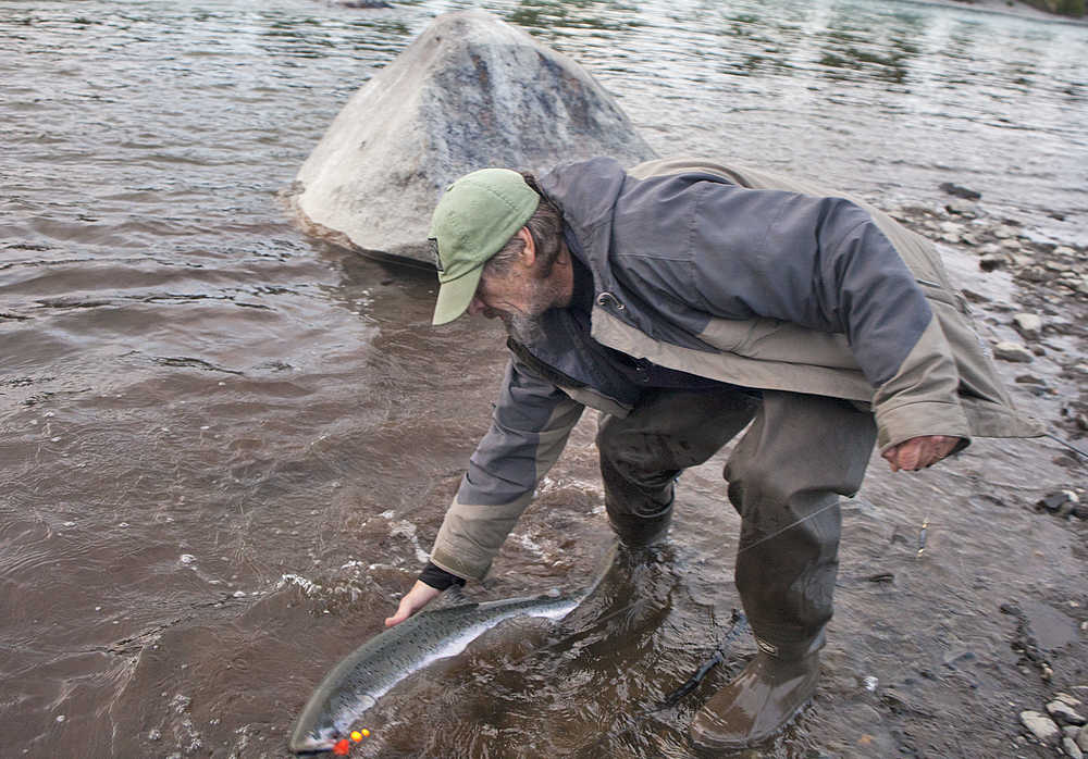 Photo by Rashah McChesney/Peninsula Clarion Mike Matheny, of Kasilof, eases a 20-pound king salmon back into the Kasilof River after catching it on Tuesday June 2, 2015 near Crooked Creek in Kasilof, Alaska.
