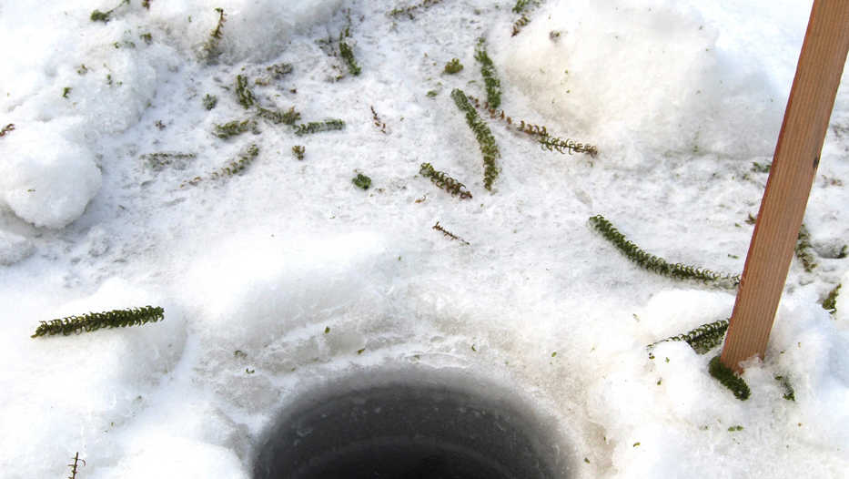 Vibrant, green Elodea spews out from an ice-auger hole on Stormy Lake in 2013.  Fluridone, an herbicide, can kill this perennial invasive plant even in winter because it apparently continues to photosynthesize under the ice. (Photo courtesy Kenai National Wildlife Refuge)