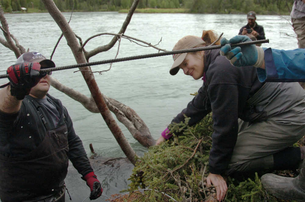 Ben Boettger/Peninsula Clarion Volunteer Andy Wakeman takes a segment of rebar used to anchor spruce debris to the shore while Kenai Watershed Forum coordinator Lisa Beranek holds the debris in place during the Streamwatch shorebank revetment on Saturday on the shore of the Kenai River near the end of Funny River Road.