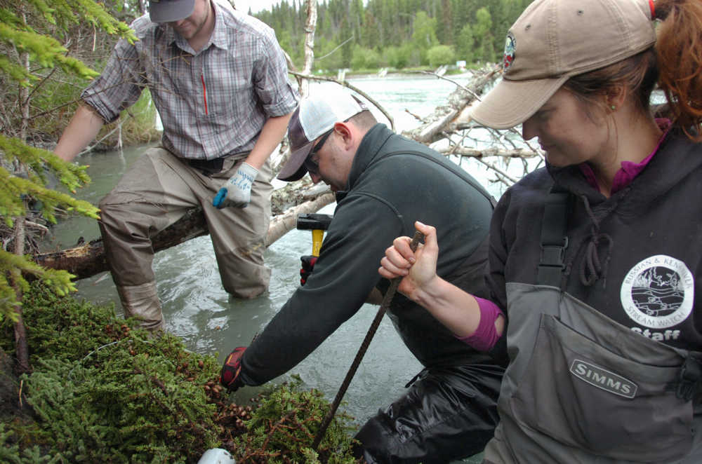 Ben Boettger/Peninsula Clarion Volunteer Andy Wakeman hammers an anchor into the riverbank with assistance from intern Grant Humpreys (right) and coordinator Lisa Beranek (left) of the Kenai Watershed Forum on Saturday on the shore of the Kenai River near the end of Funny River Road.
