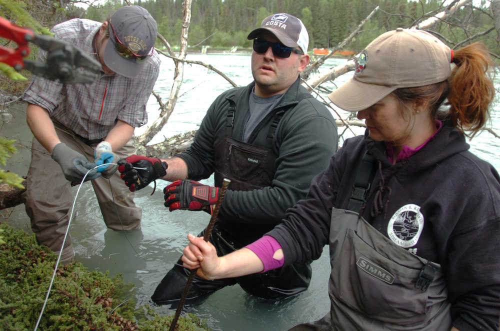 Ben Boettger/Peninsula Clarion Volunteer Andy Wakeman (center) prepares to crimp an anchor cable binding a cluster of spruce debris to the bank of the Kenai River with assistance from intern Grant Humpreys (left) and coordinator Lisa Beranek of the Kenai Watershed Forum on Saturday on the shore of the Kenai River near the end of Funny River Road.
