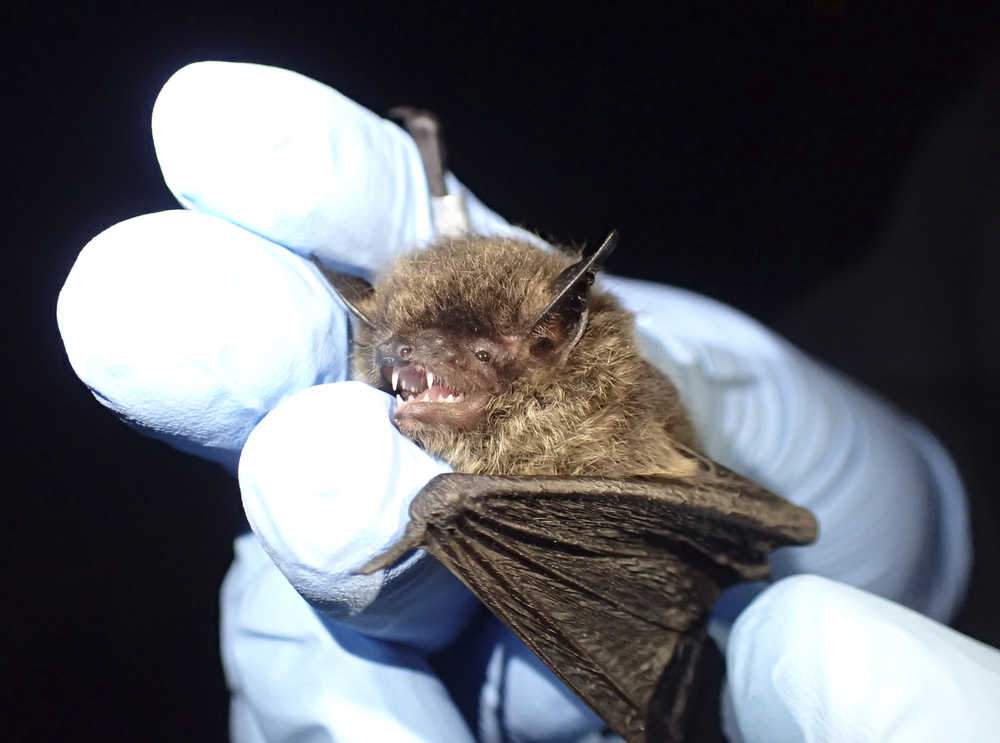 Photo courtesy/Kenai National Wildlife Refuge Little Brown Bats are the only bat species known to occur on the Kenai Peninsula.  This one was captured near Skagway and was tagged with an aluminum band (right forearm in the background).