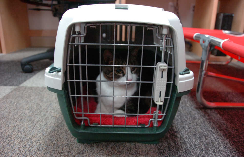 Those displaced by the Card Street Fire can bring their animals to the Sterling Community Center, where volunteers had kennels, food and water for them on Tuesday. Photo by Megan Pacer/Peninsula Clarion