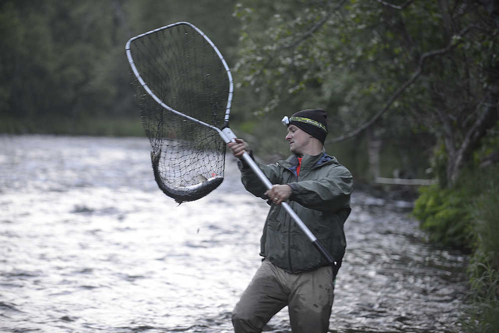 Photo by Rashah McChesney/Peninsula Clarion Haakon Johnson, of Anchorage, scoops a sockeye up after his daughter, Corinne Johnson, 13, catches it during the Russian River sockeye salmon opener on Thursday June 11, 2015 near Cooper Landing, Alaska.