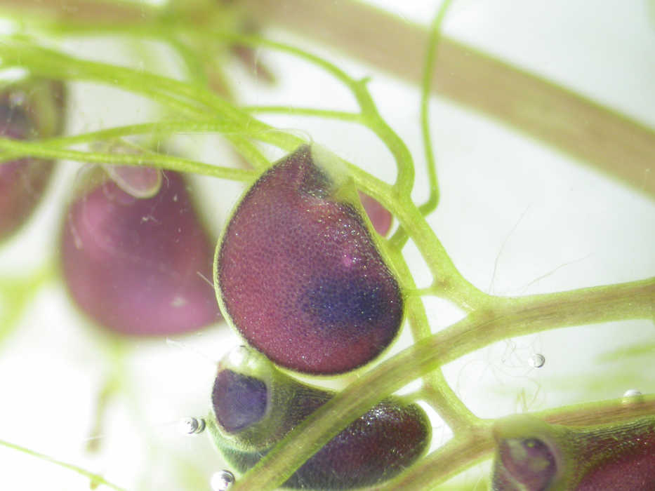 The inflated bladder of the common bladderwort (U. macrorhiza) is used to capture live prey such as insect larvae, water fleas and even small fish and tadpoles! (Photo by Jenny Archis/USFWS )