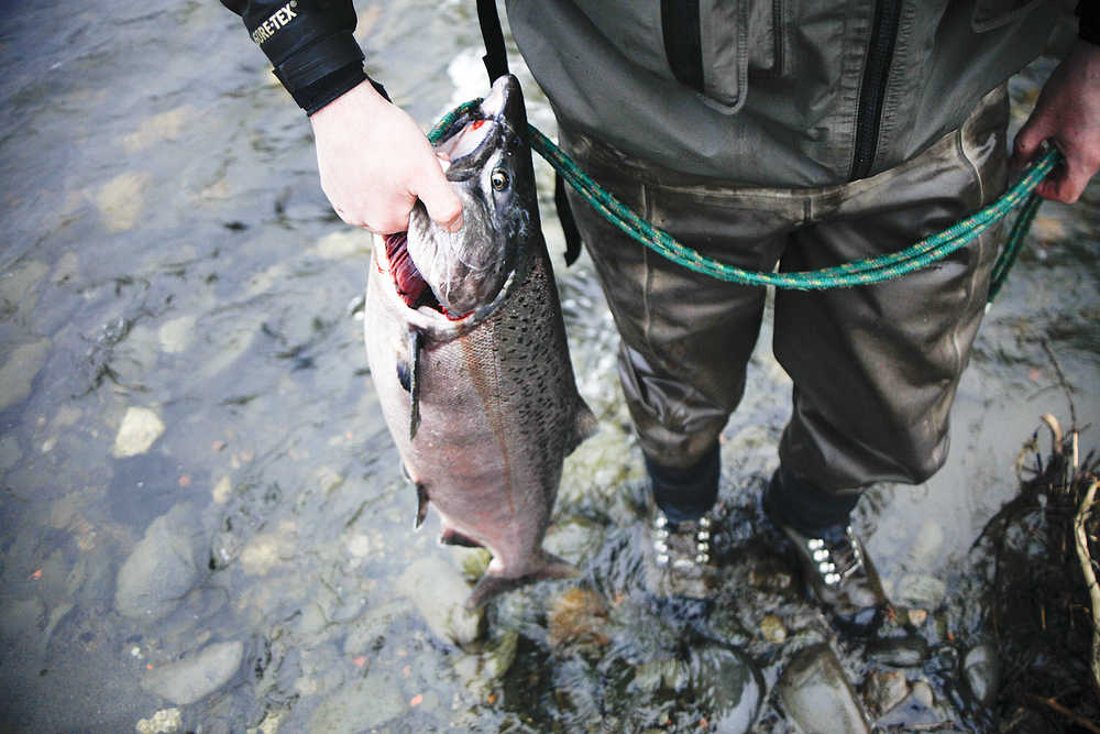 Photo by Rashah McChesney/Peninsula Clarion  Aaron Dupuis carries a king salmon caught in Deep Creek on the opening day of king salmon fishing on Memorial Day weekend Saturday May 22, 2015 near Ninilchik, Alaska.