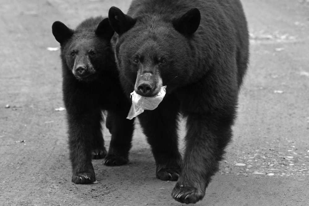 In this April 12, 2015 photo, a black bear sow carries food that she found while foraging through garbage cans with her four cubs in Government Hill near downtown Anchorage, Alaska. At the time the Alaska Department of Fish and Game said it planned to kill the bears, but Alaska Gov. Bill Walker asked if they could be spared, so they were fitted with tracking collars and relocated far from Anchorage. But officials said the black bears that tore up a campsite at Porcupine Campground on the Kenai Peninsula near hope, Alaska, Friday, June 12, 2015, were likely the same ones relocated from Anchorage. (Bill Roth/Alaska Dispatch News via AP)