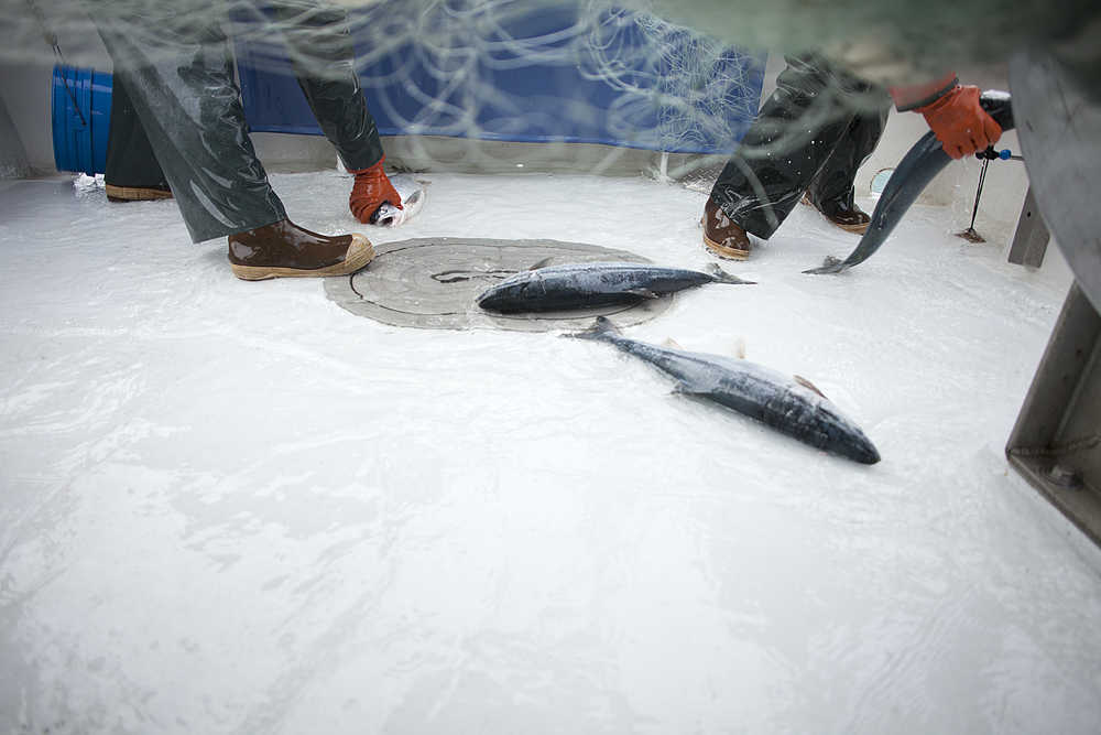 Photo by Rashah McChesney/Peninsula Clarion  In this 2012 photo commercial drift fishermen in the Cook Inlet pick sockeye salmon off of the deck of their fishing vessel. Alaska Department of Fish and Game managers are noticing an early trend of smaller-than-average salmon during the 2015 fishing season.