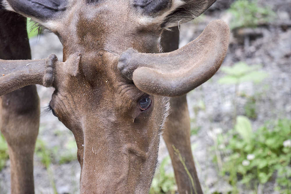 Photo by Rashah McChesney/Peninsula Clarion  A young bull moose grazes by the roadside on SkilaK Loop Road on Tuesday June 23, 2015 near Sterling, Alaska.