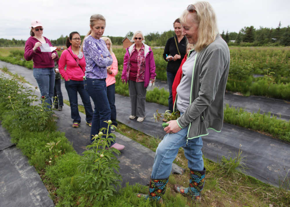 Photo by Kelly Sullivan/ Peninsula Clarion Irene Repper shows a group her peonies during a tour of Echo Lake Peonies, the farm she runs with her husband Richard Repper, Saturday, June 27, 2015, in Soldotna, Alaska.