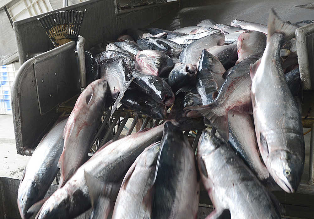 Photo by Rashah McChesney/Peninsula Clarion  In this June 27, 2013 file photo sockeye salmon tumble into a tote at a receiving station south of Clam Gulch, Alaska. A new company has entered the Cook Inlet fish industry as Inlet Fish Producers announced its sale to Seattle-based North Pacific Seafoods Inc.