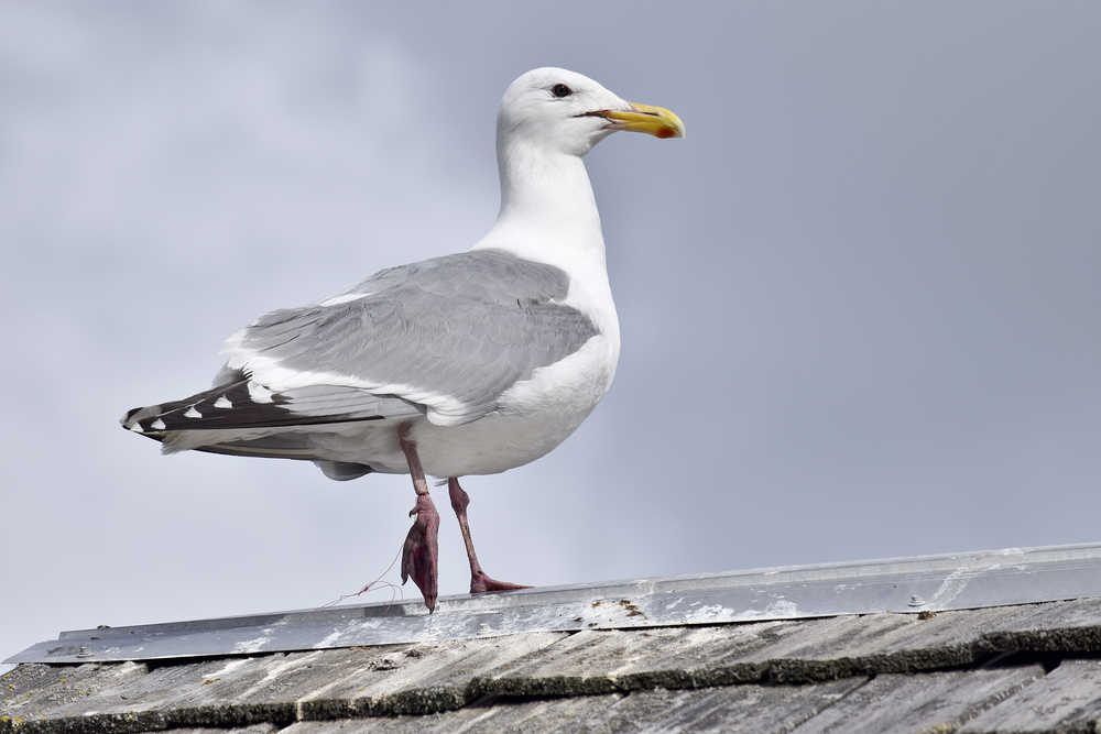 Photo by Rashah McChesney/Peninsula Clarion An off balance seagull watches the Pocaher's Cove neighborhood from the roof of a fish processing shack on Wednesday July 1, 2015 in Kenai, Alaska. The gull has a length of fishing line wrapped around its leg and would not stand on it.